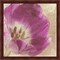 Buttercream Tulip 1I by Mindy Sommers 13" x 13" Framed Wall Art